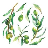 Watercolor set of olive branches, leaves and berries. Hand painted nature elements isolated on white background. Green raw organic olive natural collection. Plants illustration for design. vector