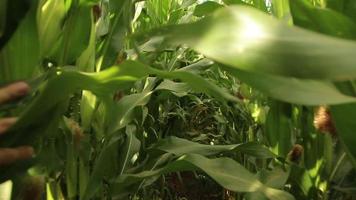 Wade through the corn thickets video