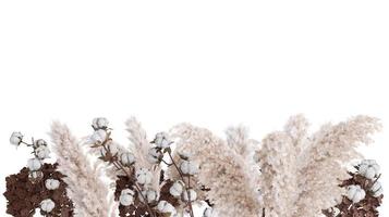 Pampas grass and cotton plant isolated on white background. Lower frame, border. Cut out graphic design element. Dried plants. 3D rendering. photo