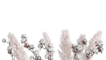 Pampas grass and cotton plant isolated on white background. Lower frame, border. Cut out graphic design element. Dried plants. 3D rendering. photo