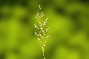 a green blossom of grass in summer photo