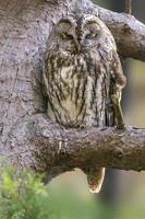 un búho tawny se sienta en una rama de un árbol foto