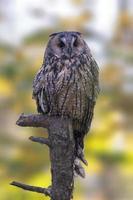 a long-eared owl sits on an old tree trunk photo