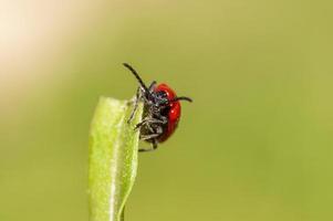 un escarabajo de lirio rojo se sienta en una hoja foto