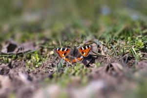 una mariposa de pavo real se sienta en un tallo en un prado foto