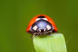 one red ladybug sits on a blade of grass in a meadow photo