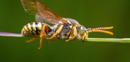 one wasp sits on a stalk in a meadow photo