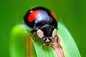 one black ladybug sits on a blade of grass in a meadow photo