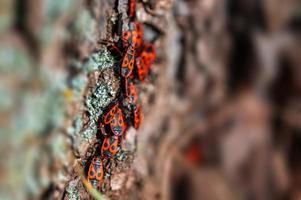 several fire bugs sits on the bark of a tree photo