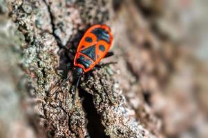 one fire bug sits on the bark of a tree photo