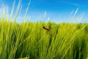 one spider sits in her web in a barley field photo