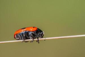 one ant bag beetle sits on a stalk in a meadow photo