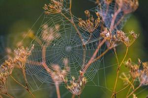 una telaraña con gotas de rocío en un prado en verano foto