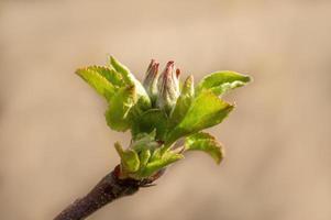 many fresh buds on a apple branch photo