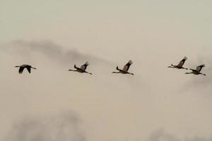 five cranes fly in the sky photo