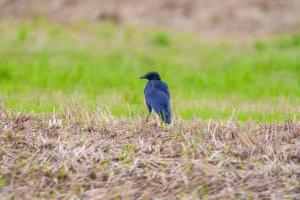 a common raven is looking for food in a field photo