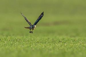a buzzard flies over a green field