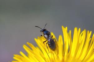 una avispa se sienta en una flor en un prado foto