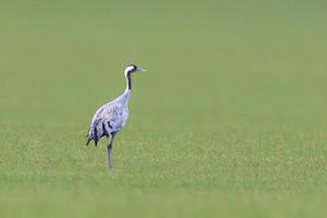 a crane stands on a green field photo