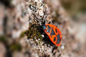 one fire bug sits on the bark of a tree photo