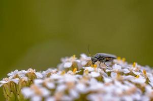 beetle sitting on a white umbel of flowers in a meadow in summer