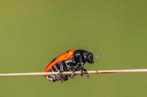 one ant bag beetle sits on a stalk in a meadow photo