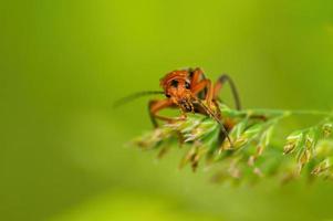 one red bloodsucker beetle sits on a stalk in a meadow photo