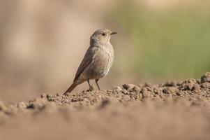 a female redstart looking for food on a freshly plowed field photo