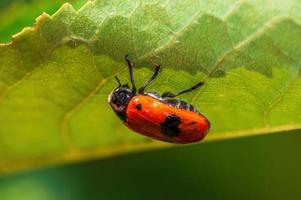 un escarabajo de bolsa de hormigas se sienta en una hoja de un arbusto foto