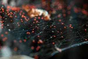 several red spider mites sit in a spider web photo