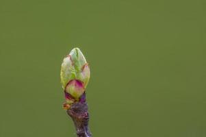 many fresh buds on a branch photo