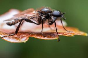 one March fly sits on a leaf in a forest photo