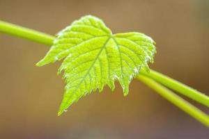 una rama con hojas de vino verde en el bosque foto