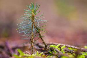 one branch with fresh sprout in the winter forest photo