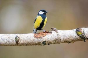 a great tit sits on a branch photo