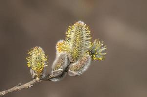 many blossoms on a branch of an willow tree photo