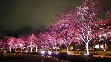 Pink sakura or cherry blossom at night in Roppongi Tokyo Midtown and light and flare in to camera and background landscape. photo