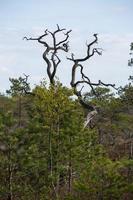 Spring in the swamp lakes photo