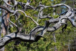 Spring in the swamp lakes photo