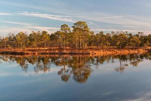 Spring in the swamp lakes photo