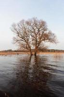 Flooded Meadows in Spring photo