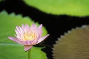 Beautiful purple water lily blooming on water surface and green leaves toned, purity nature background, aquatic plant or lotus flower in pond.  soft focus. Leave space for writing text.