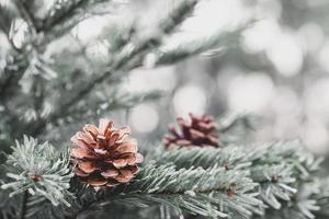 pine tree on christmas day photo