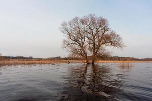 Flooded Meadows in Spring photo