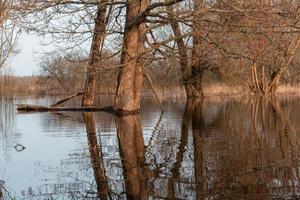 Flooded Meadows in Spring photo