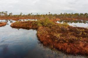 Spring in the swamp lakes photo