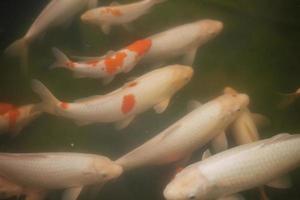 several white carps with red spots photo