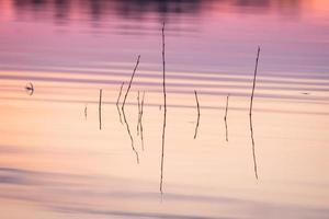 Flooded Meadows in Spring photo