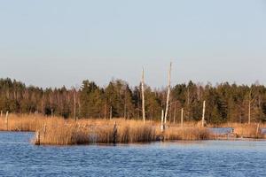 Spring in the swamp lakes photo