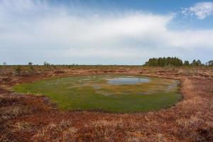 Spring in the swamp lakes photo